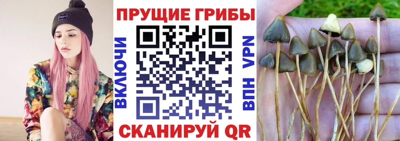 Купить закладки Злынка Псилоцибиновые грибы мицелий